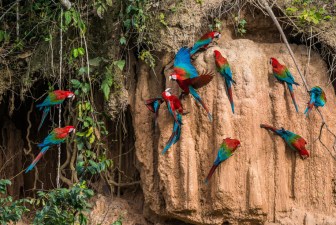 Les perroquets de la jungle amazonienne péruvienne. Photo : shutterstock
