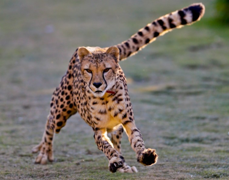 Johari Johari, a 3-and-half-year-old female cheetah. (AP Photo/Lenny Ignelzi)