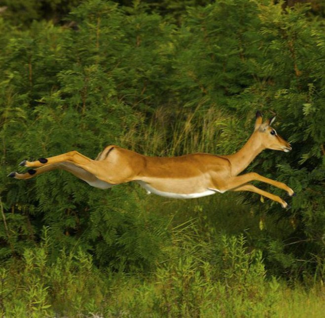 High action shot of impala (Aepyceros melampus) jumping, 2 meters above ground, in the Okavango delta, Botswana. Impala (Aepyceros melampus) High action shot of impala jumping, 2 meters above ground. Okavango Delta, Botswana