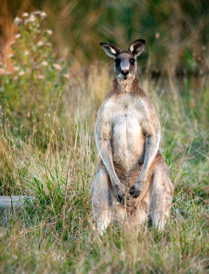AS Australia Too Many Roos Australian kangaroo (AP Photo/Mark Graham, File)