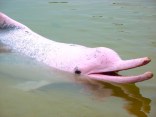 Amazon pink river dolphin