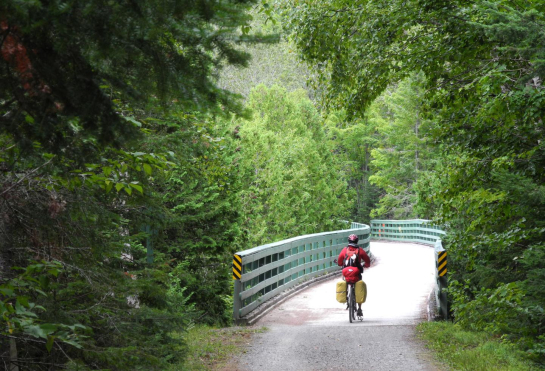 Cyclist going down path surrounded by lush trees