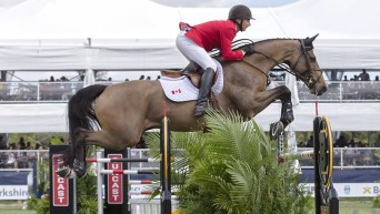 Equestrian and horse jumping over obstacle
